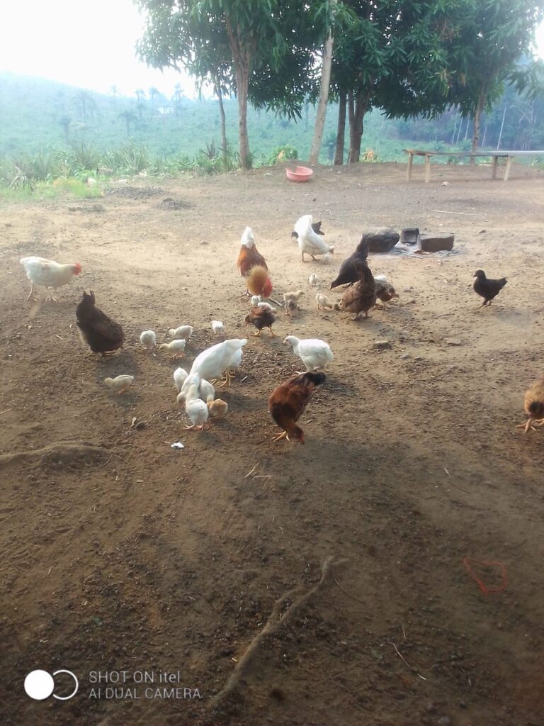 Chicken Farm in Liberia